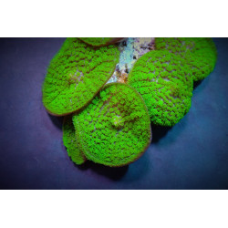 Rhodactis inchoata (Green) (Grade A)