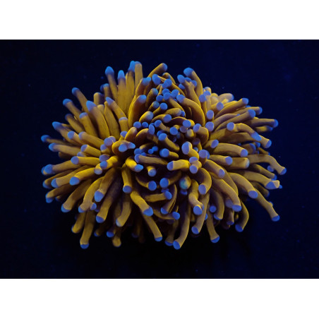 Euphyllia cristata (Gold Torch)