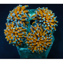 Euphyllia cristata (Gold Torch)