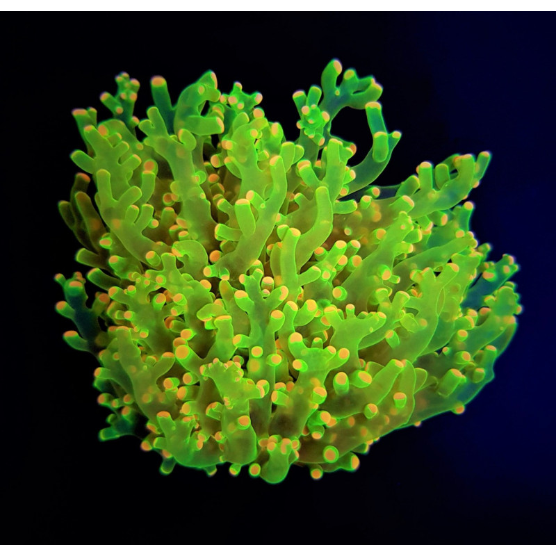 Euphyllia paradivisa (Green) (Ultra)