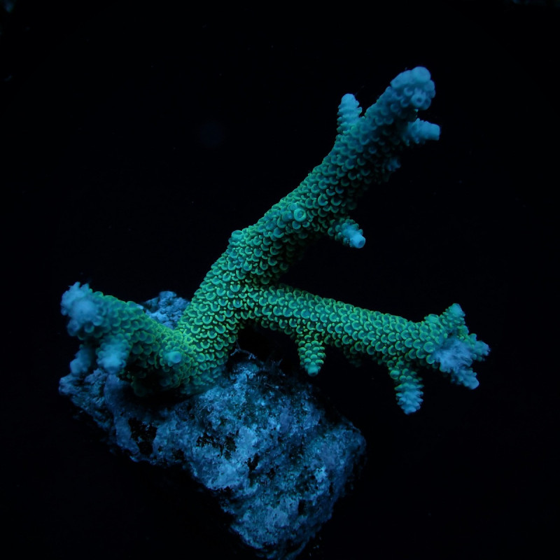 Acropora abrolhosensis