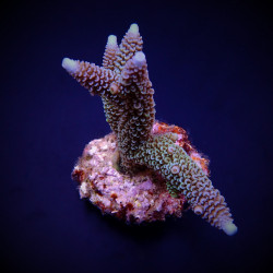 Acropora aspera