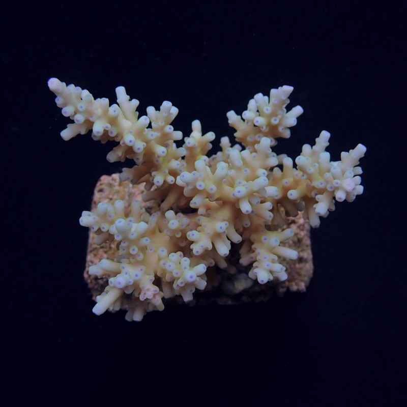 Acropora carduus