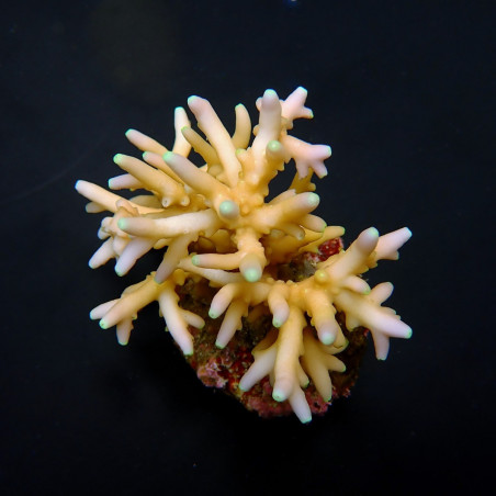 Acropora caroliniana