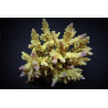 Acropora cerealis