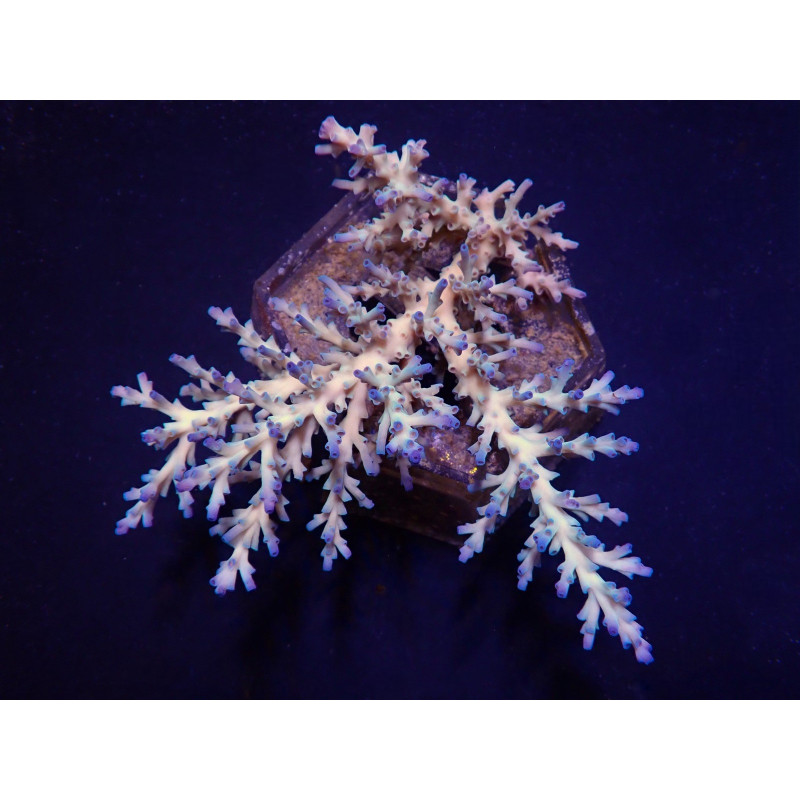 Acropora echinata (Ice fire)