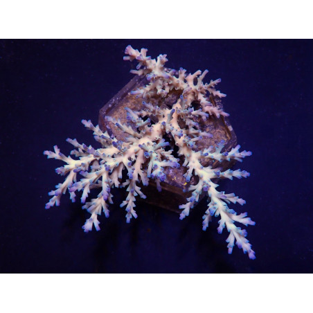 Acropora echinata (Ice fire)