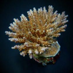 Acropora efflorescens