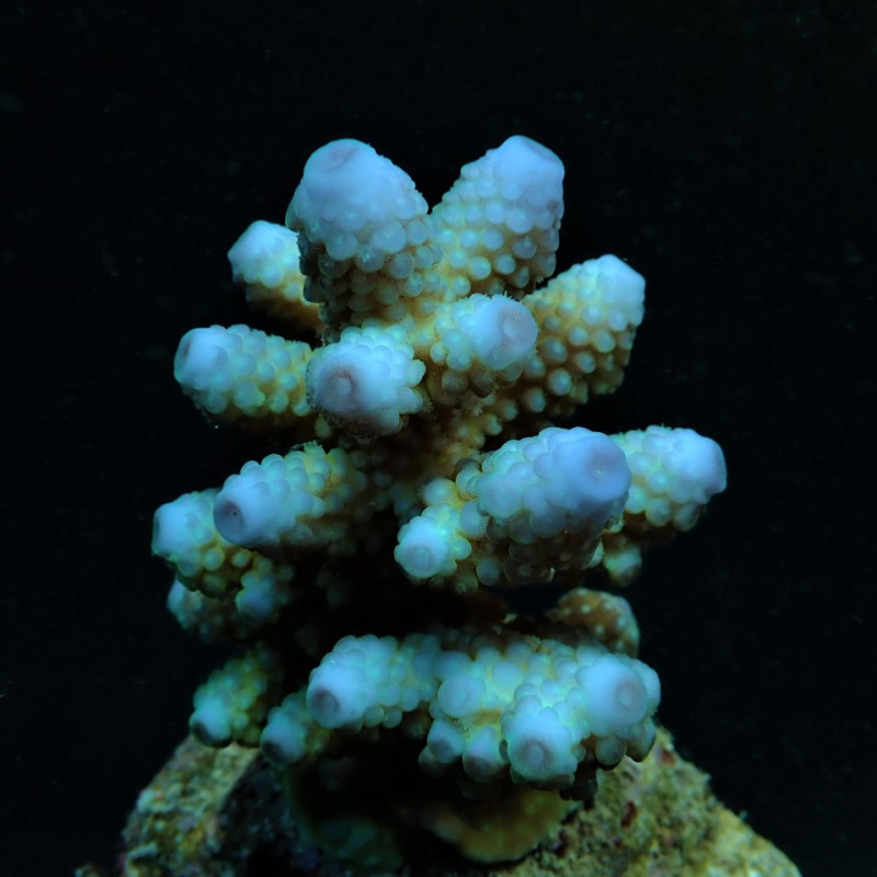 Acropora humilis (Blue)