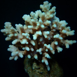 Acropora lokani