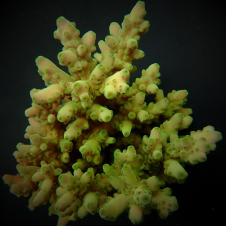 Acropora loripes