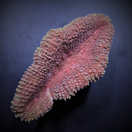 Lobophyllia spp. (Common)