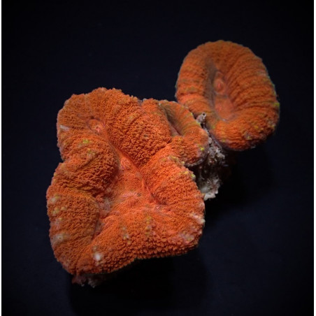 Lobophyllia spp. (Orange-Red)