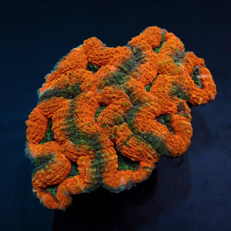 Lobophyllia spp. (Orange-Red)