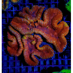 Lobophyllia spp. (Orange-Red) (Ultra)