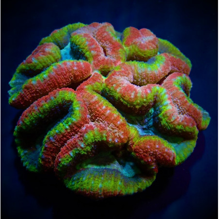 Lobophyllia spp. (Rainbow)