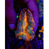 Lobophyllia spp. (Rainbow)