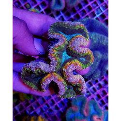 Lobophyllia spp. (Rainbow)